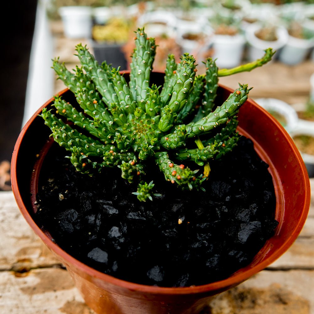 Euphorbia flanaganii - cactusandes