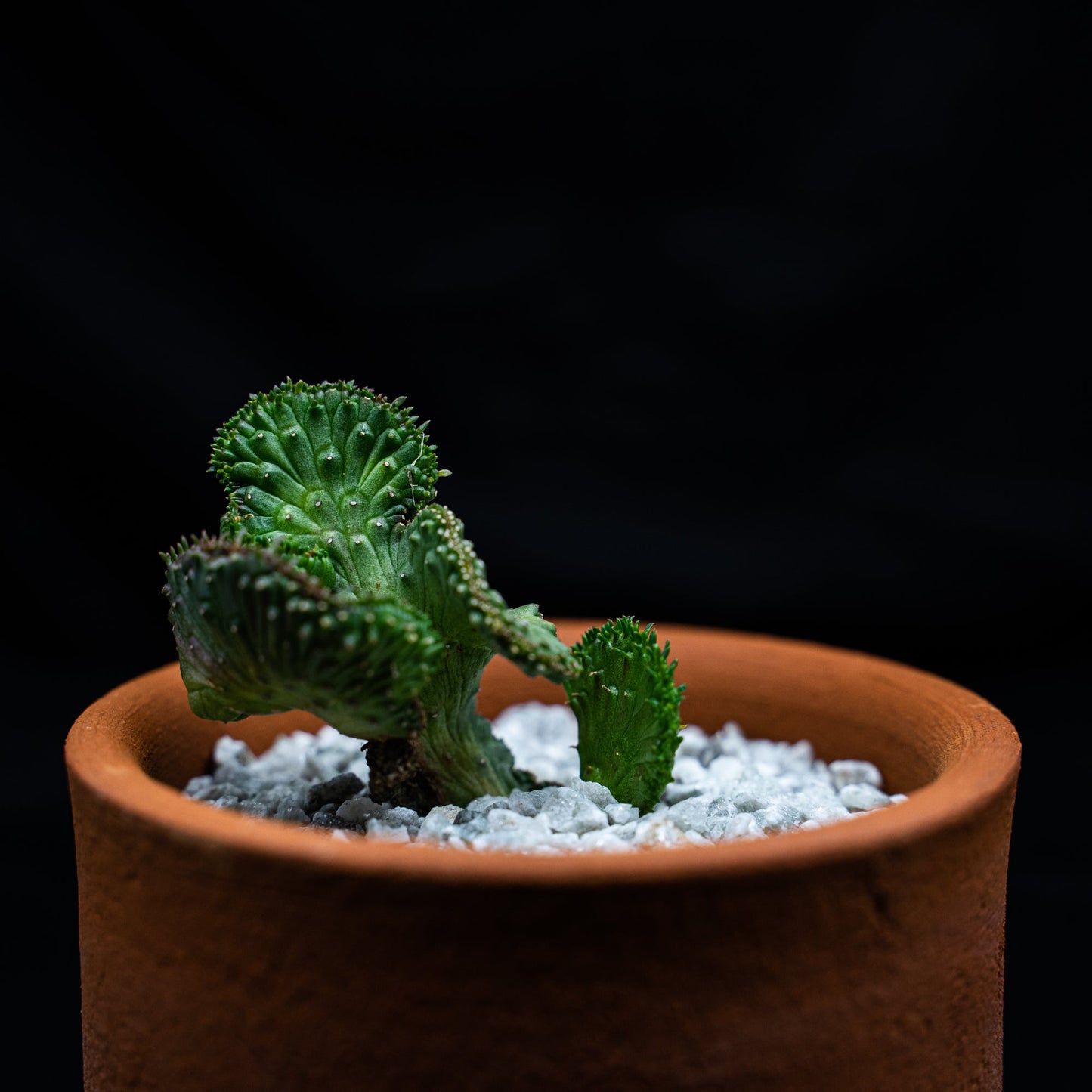 Euphorbia flanaganii cristata - cactusandes