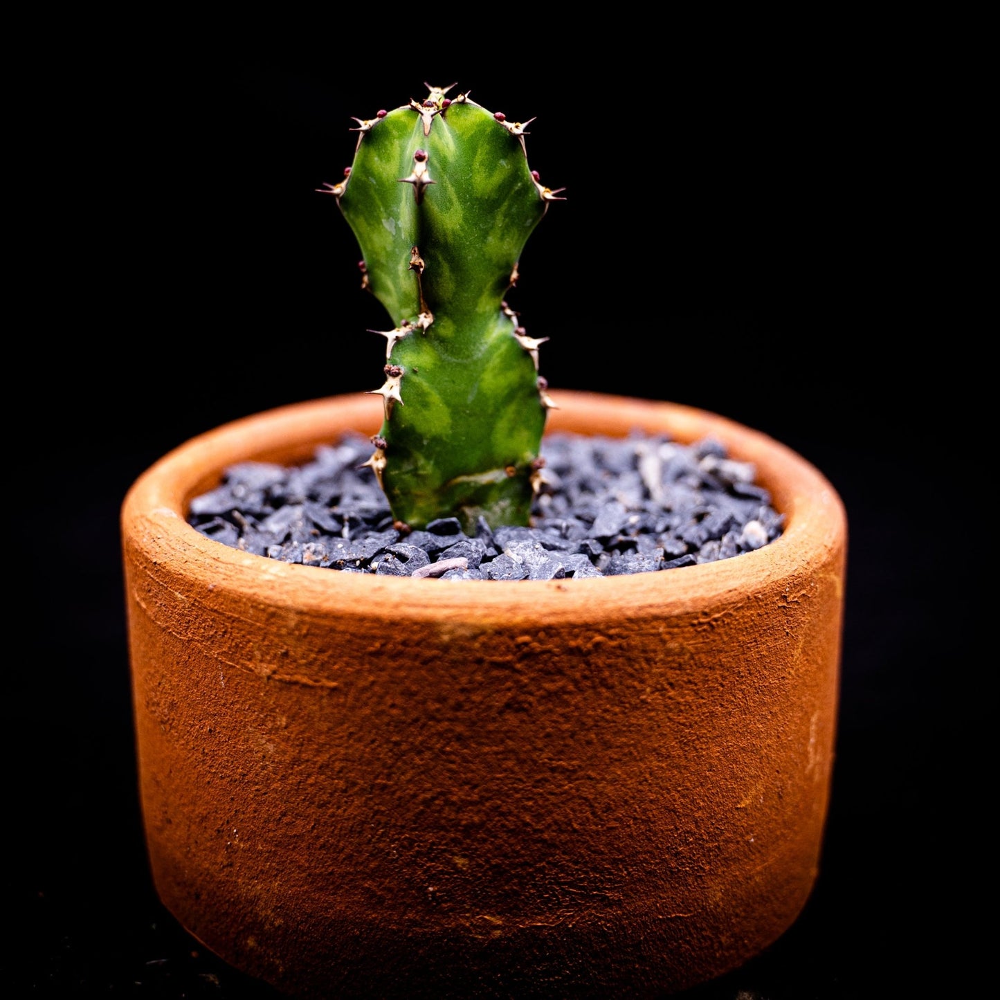 Euphorbia grandicornis - cactusandes