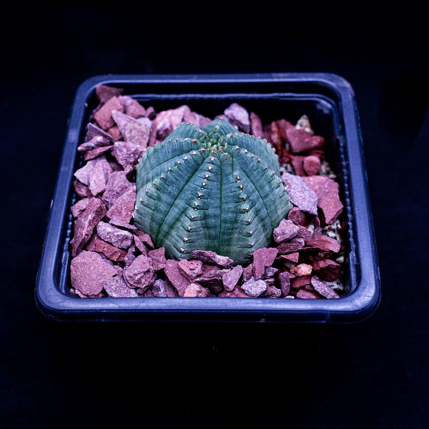 Euphorbia infausta - cactusandes