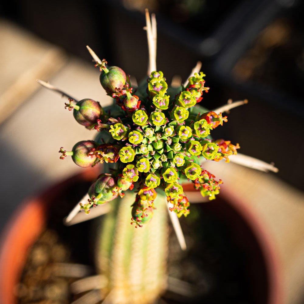 Euphorbia mammillaris flor amarilla - cactusandes