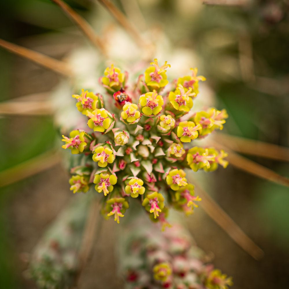 Euphorbia mammillaris variegada - cactusandes
