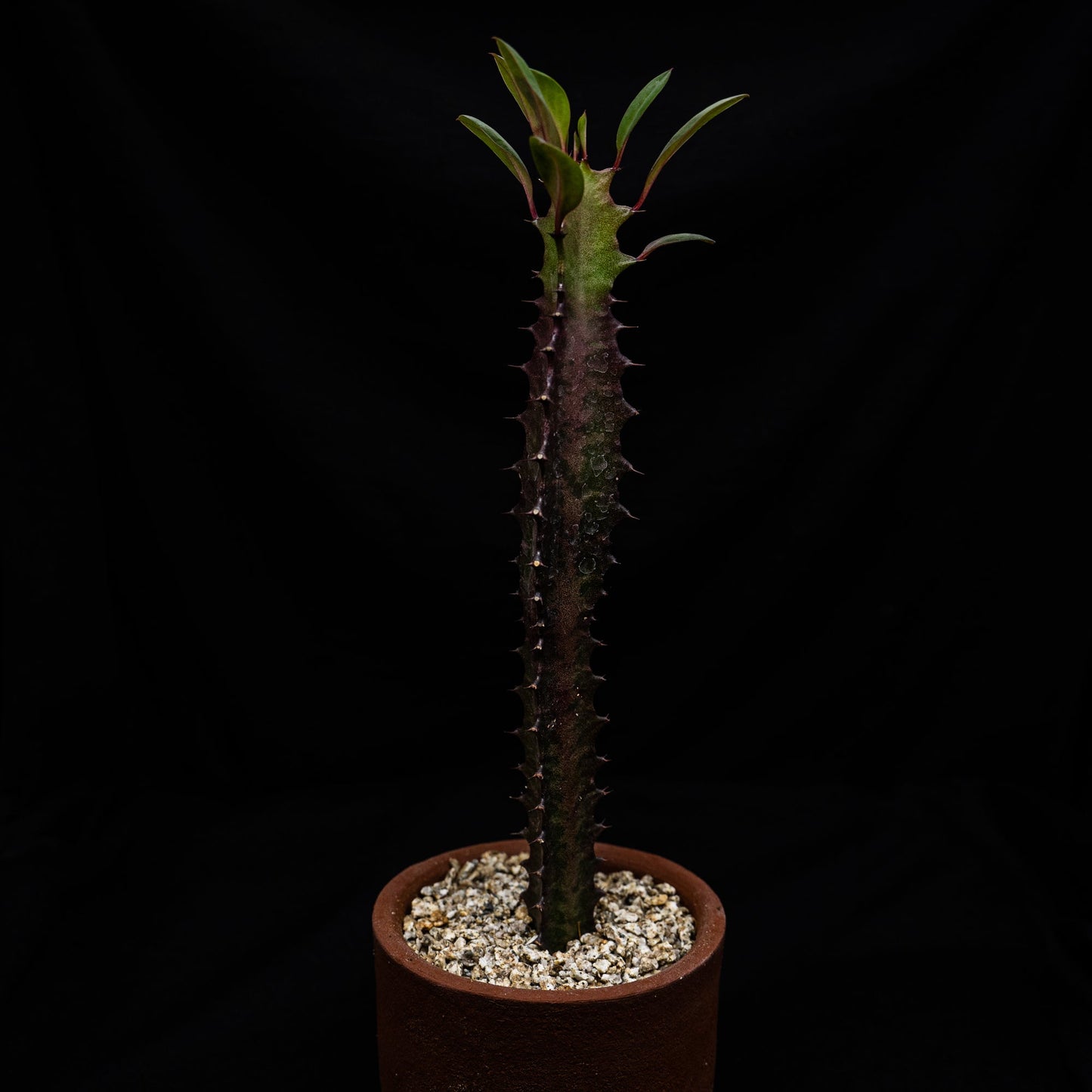 Euphorbia trigona var. rubra - cactusandes
