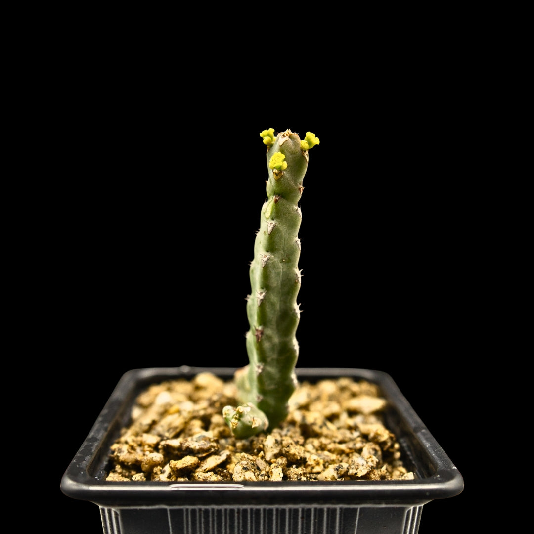 Euphorbia debilispina