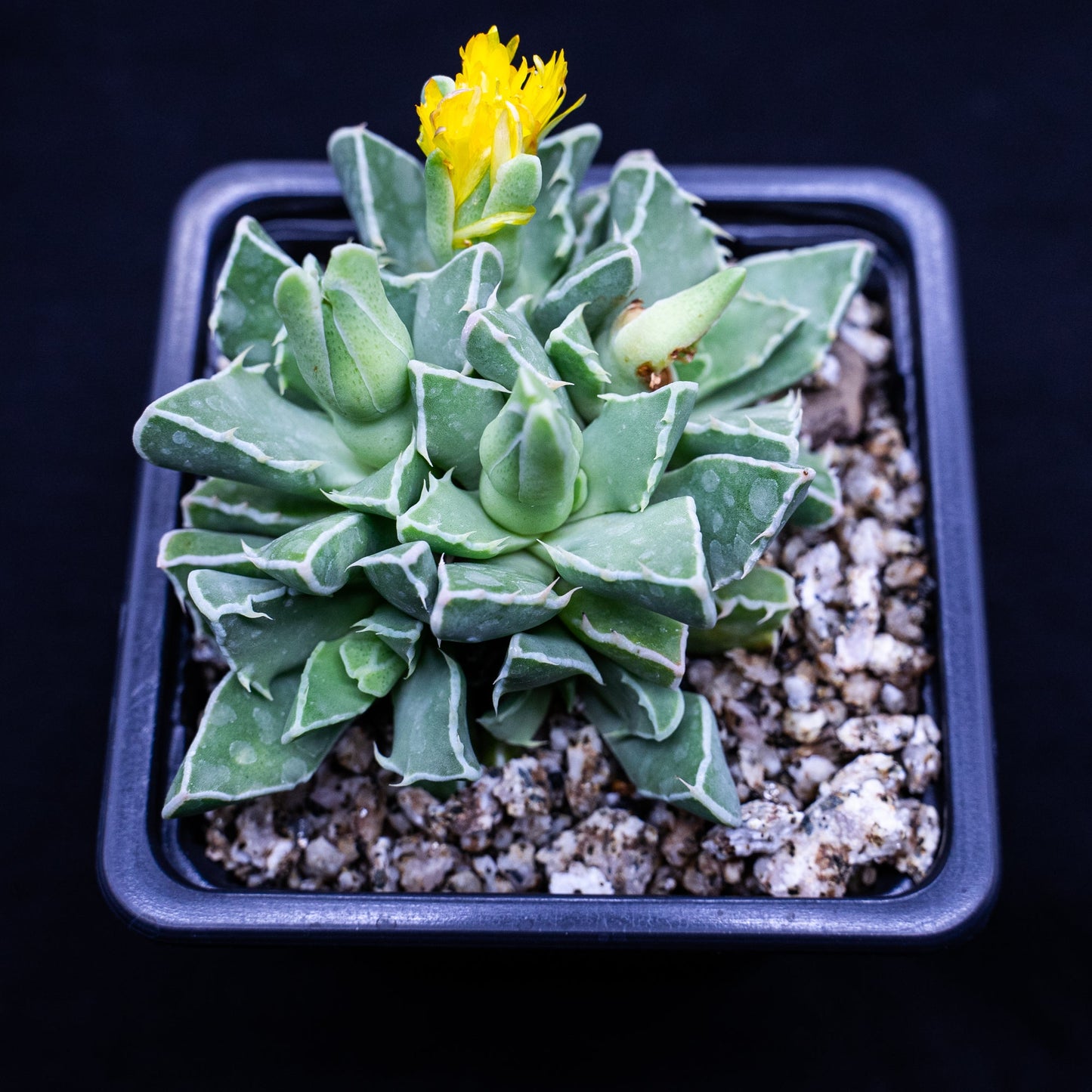 Faucaria bosscheana - cactusandes