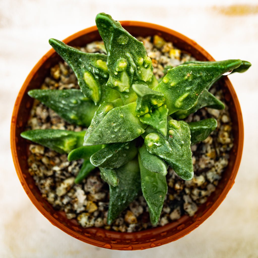 Faucaria felina subsp. tuberculosa - cactusandes