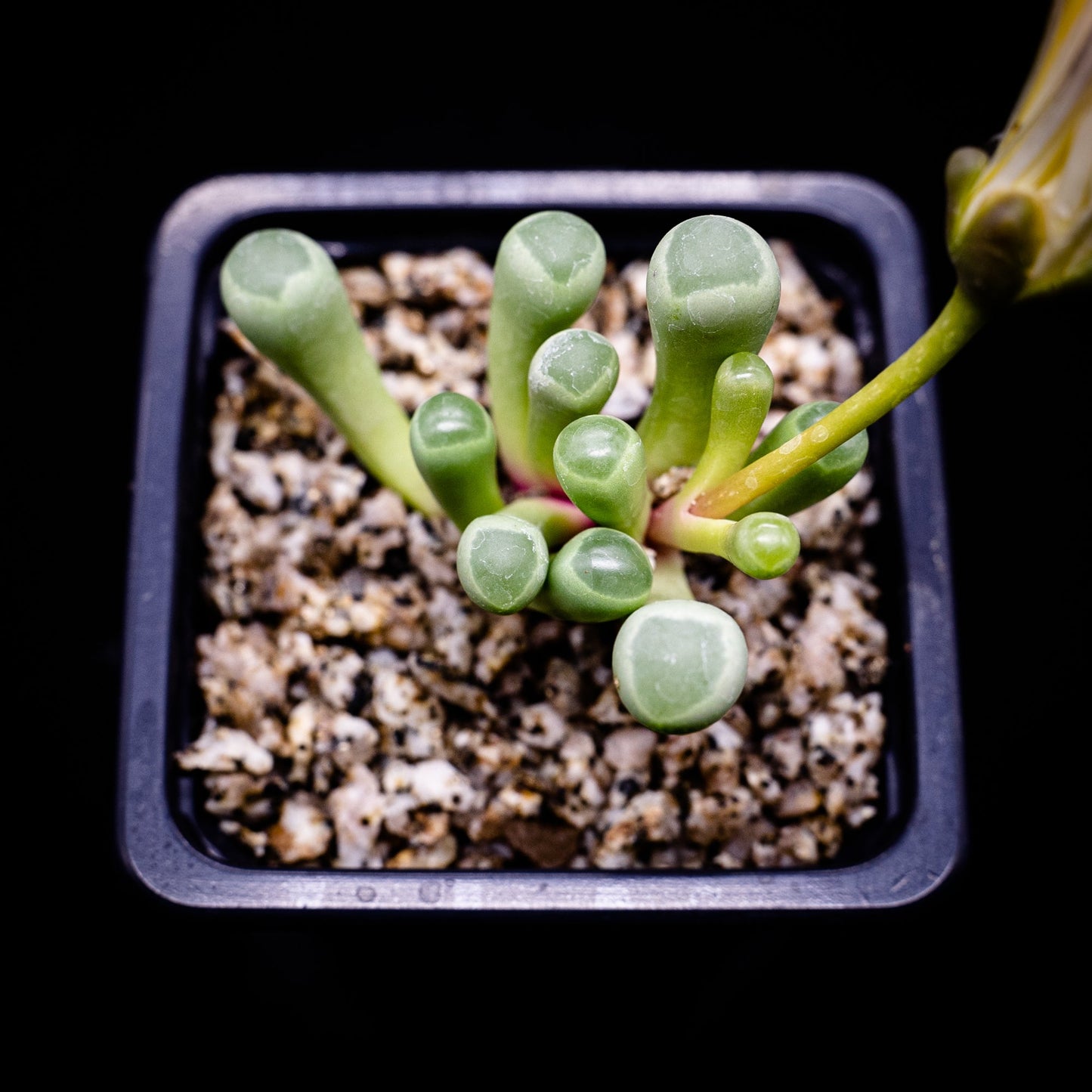 Fenestraria rhopalophylla - cactusandes