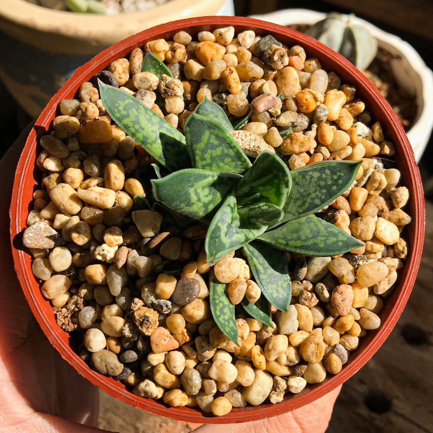 Gasteria Bicolor lilipitana Petite - cactusandes