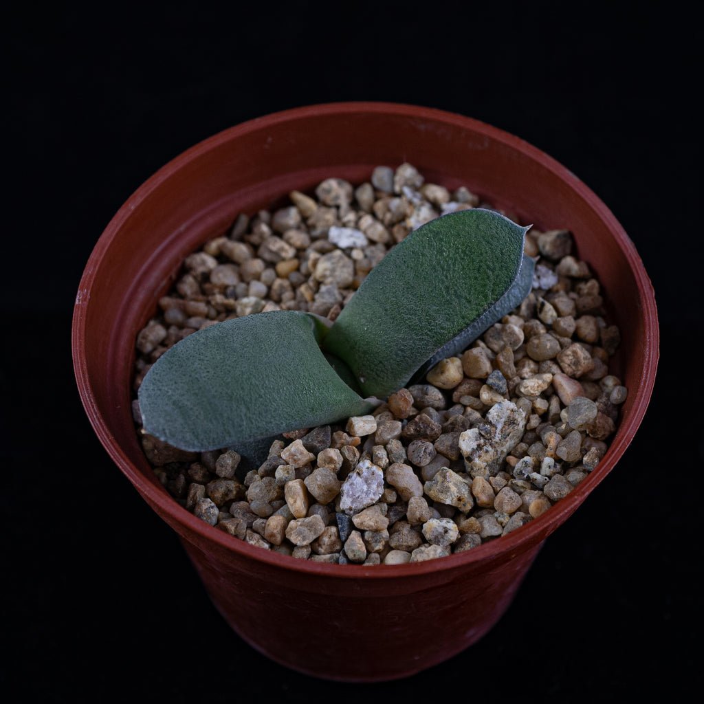 Gasteria glauca - cactusandes