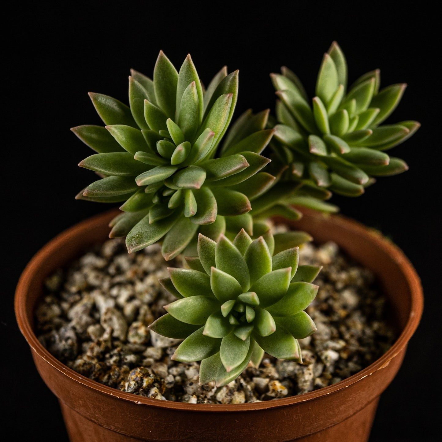 Graptosedum "Mediterranean Mystery" - cactusandes