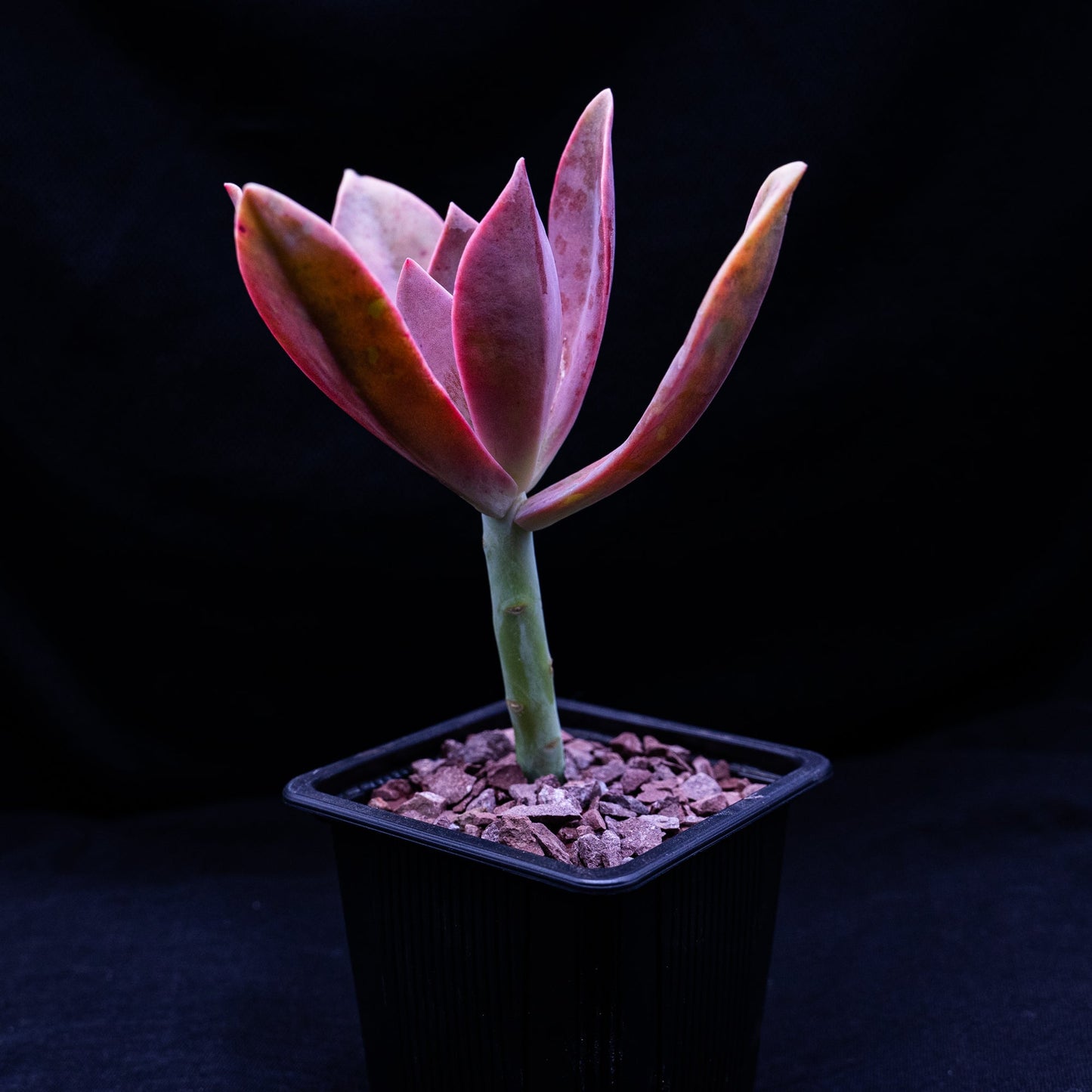 Graptoveria "Fred Ives" - cactusandes