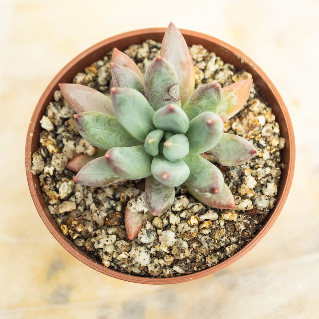 Graptoveria glauca - cactusandes