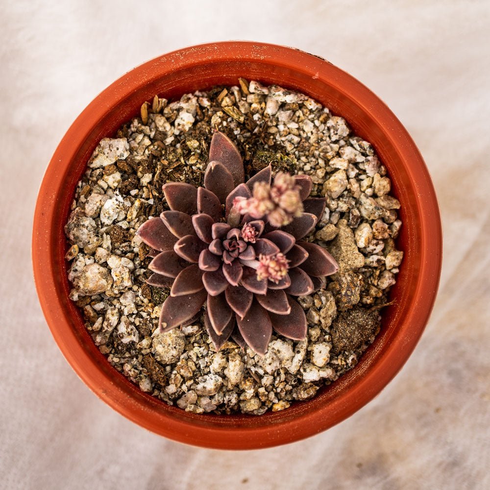 Graptoveria sp. - cactusandes