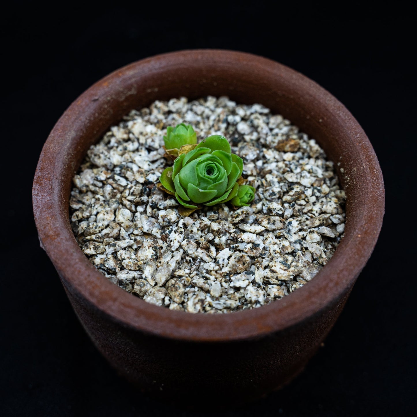 Greenovia dodrentalis aurea - cactusandes