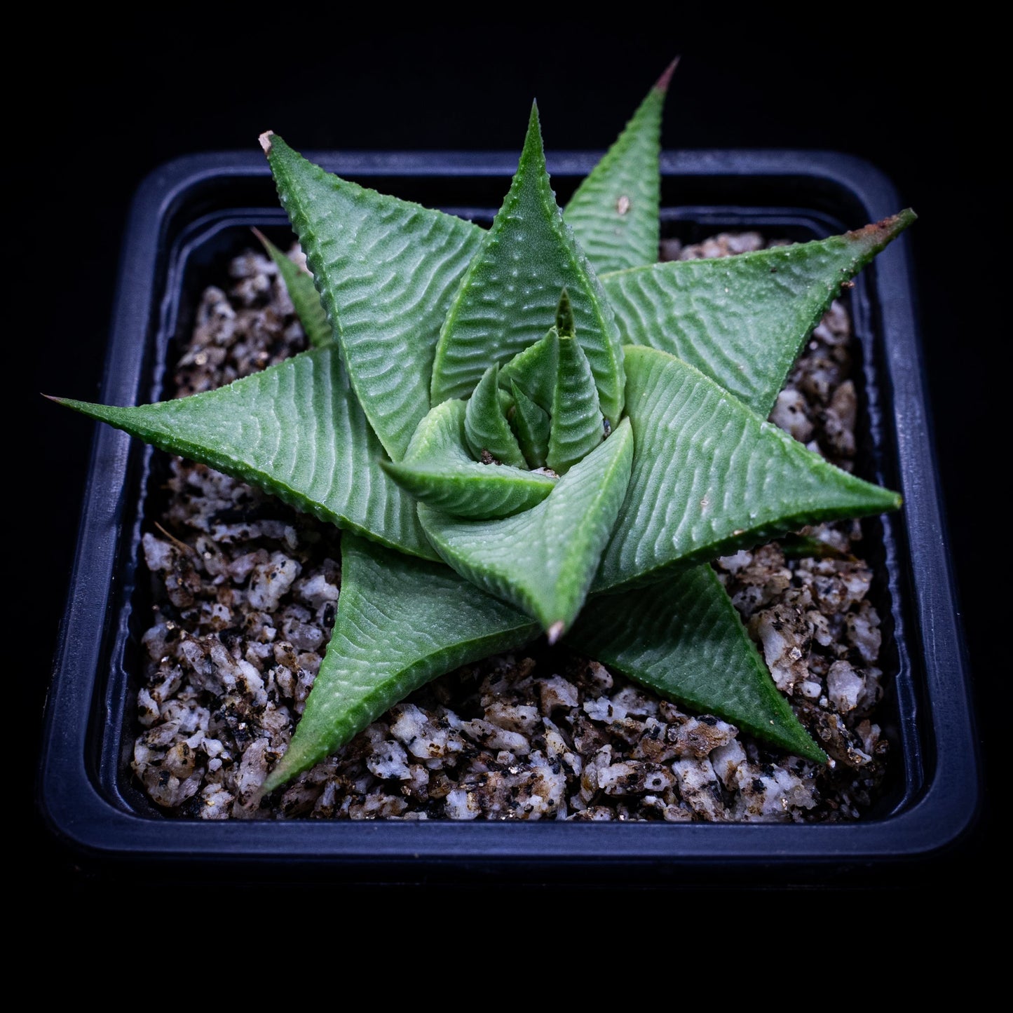 Haworthia limifolia hibrida - cactusandes