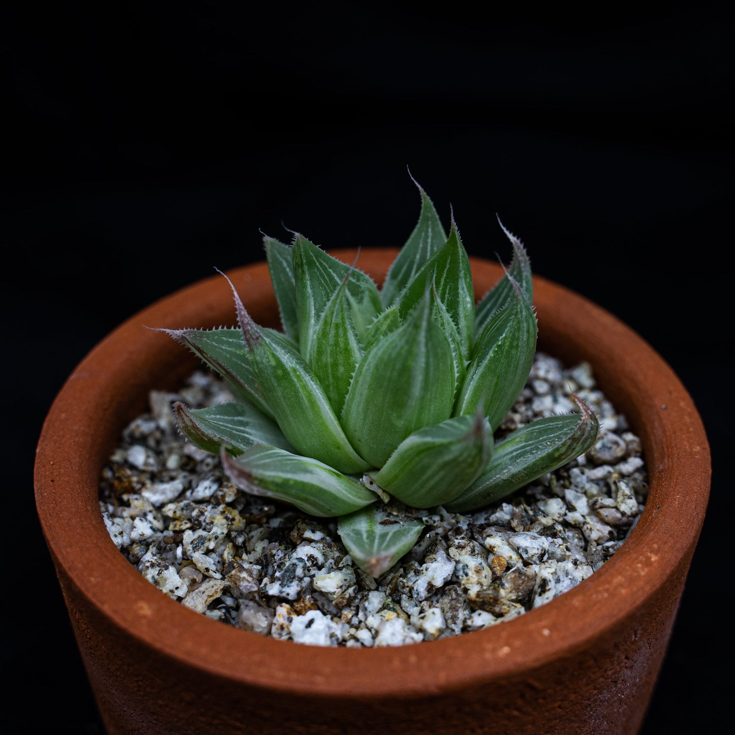 Haworthia retusa "White Ghost" - cactusandes