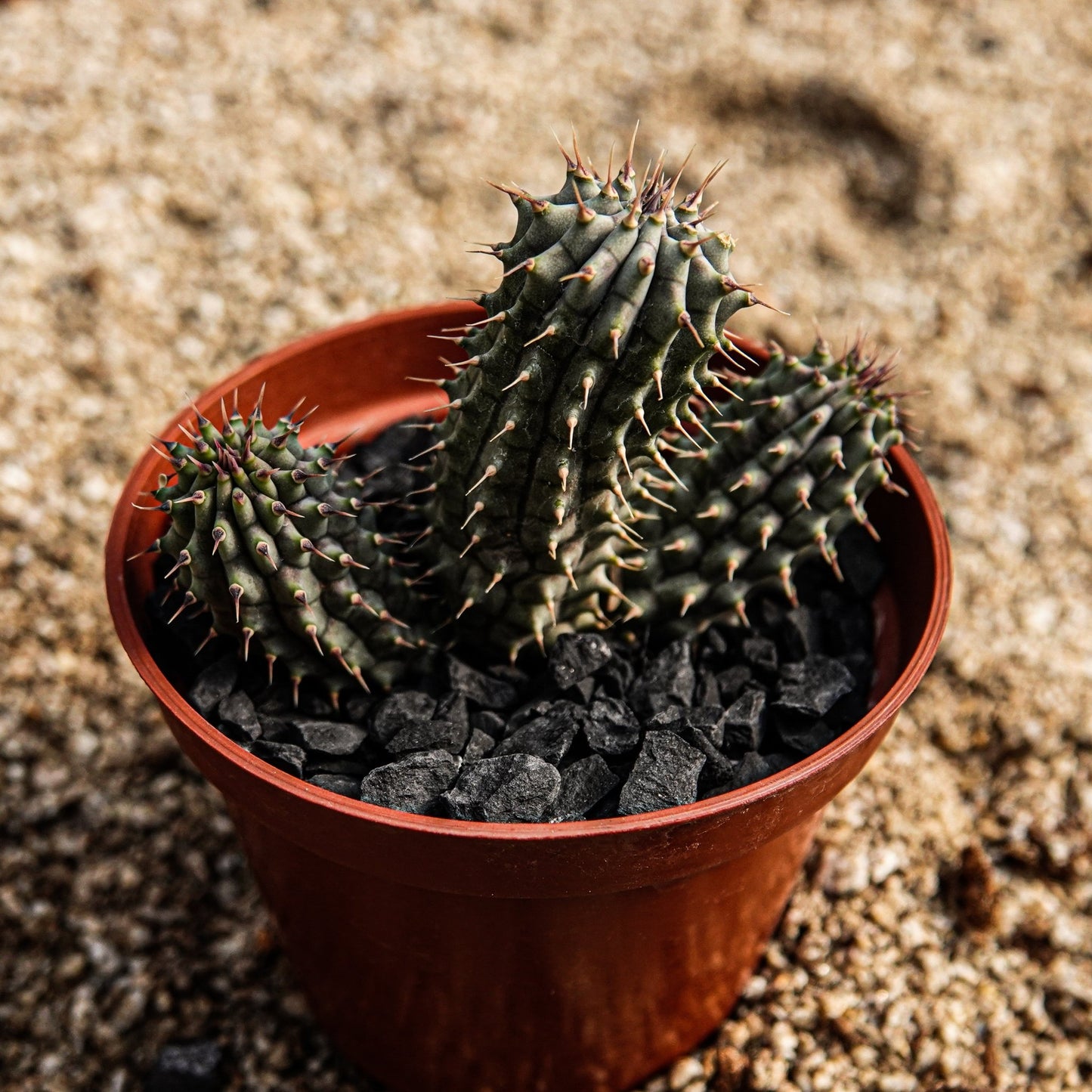 Hoodia gordonii - cactusandes