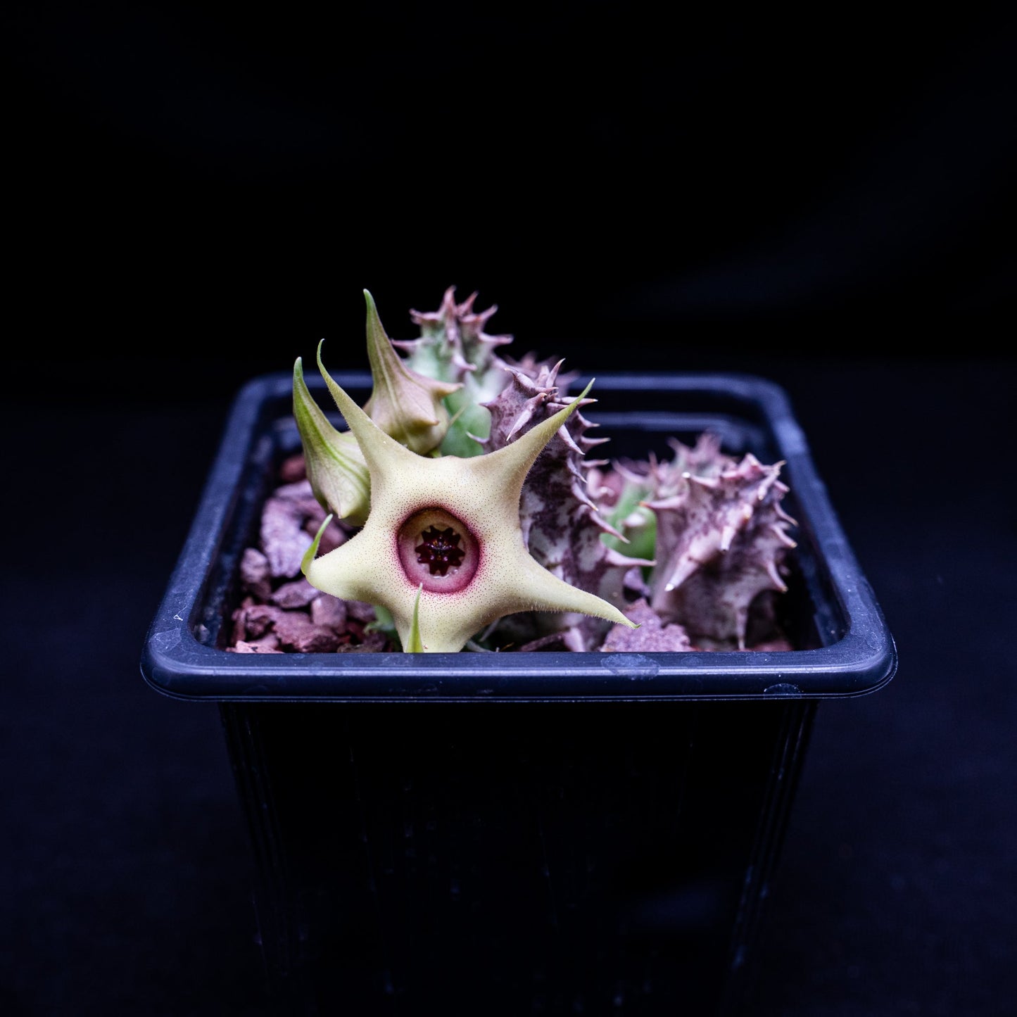 Huernia verekeri - cactusandes