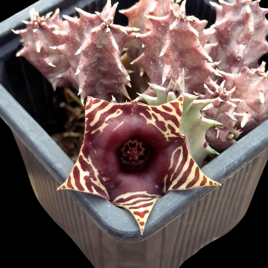 Huernia zebrina - cactusandes
