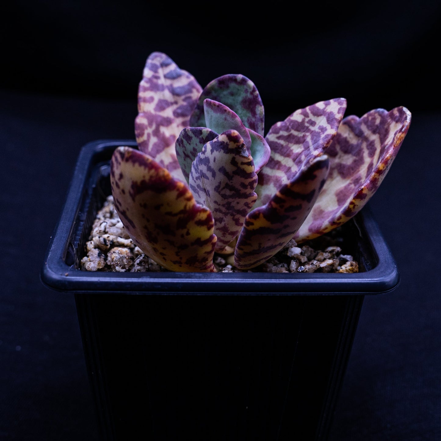 Kalanchoe humilis - cactusandes
