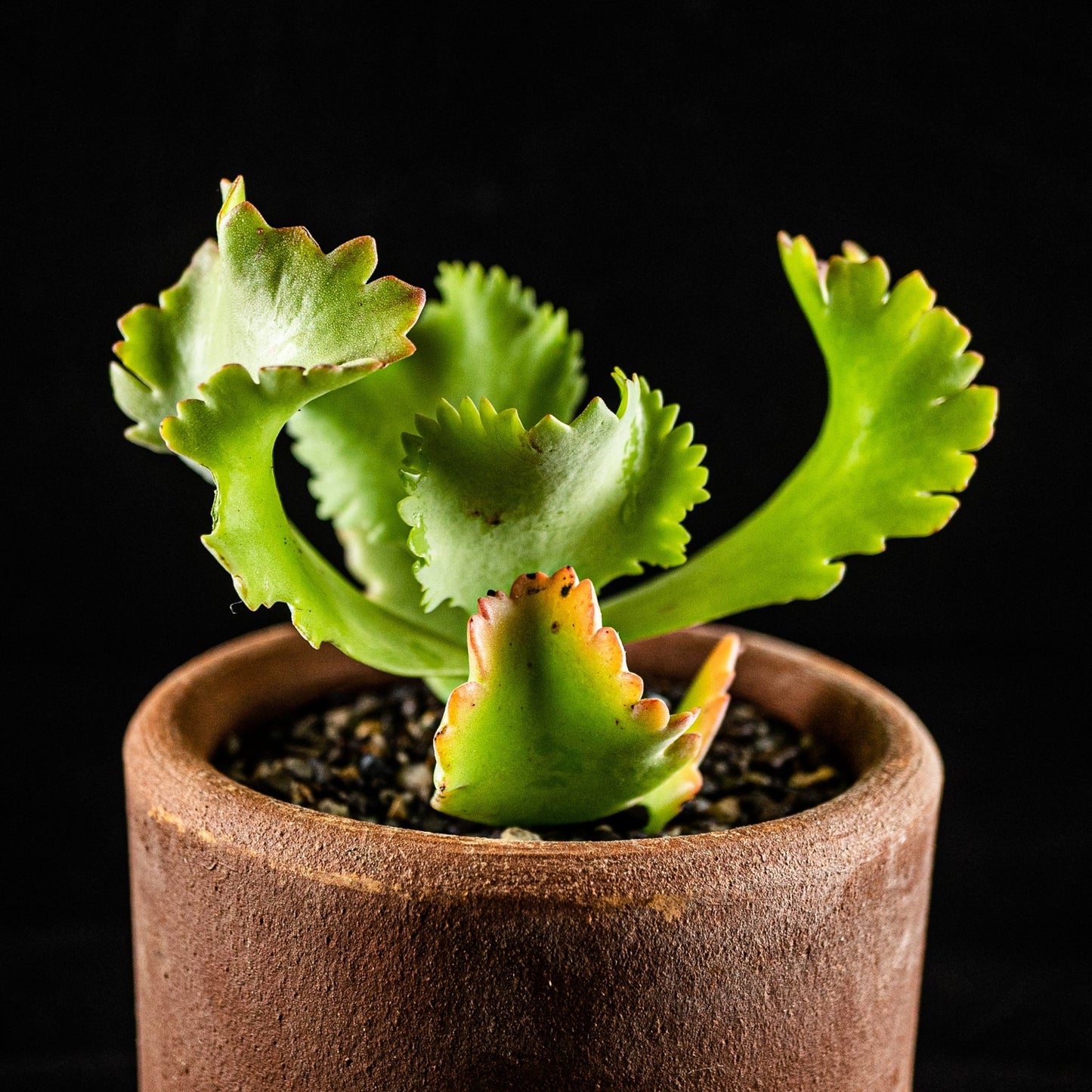 Kalanchoe "Krinkle Red" - cactusandes