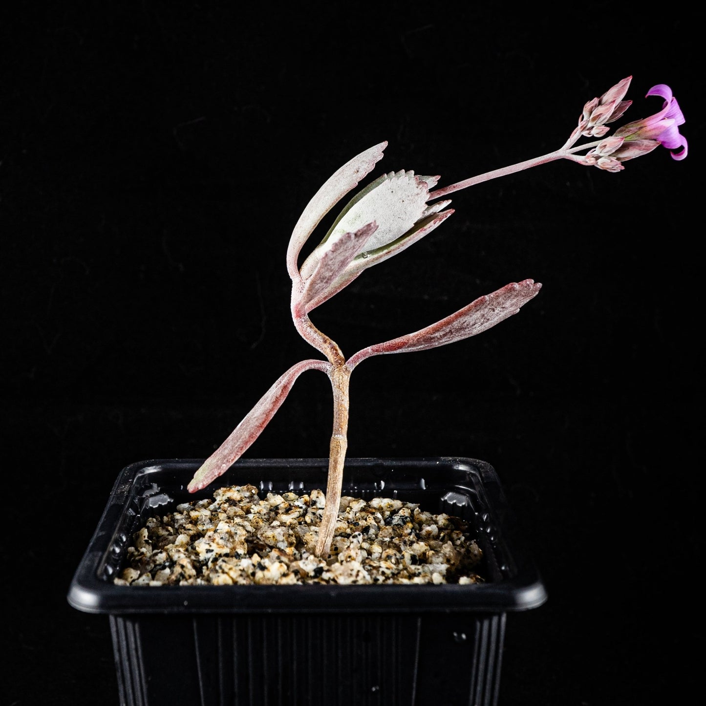 Kalanchoe pumila - cactusandes