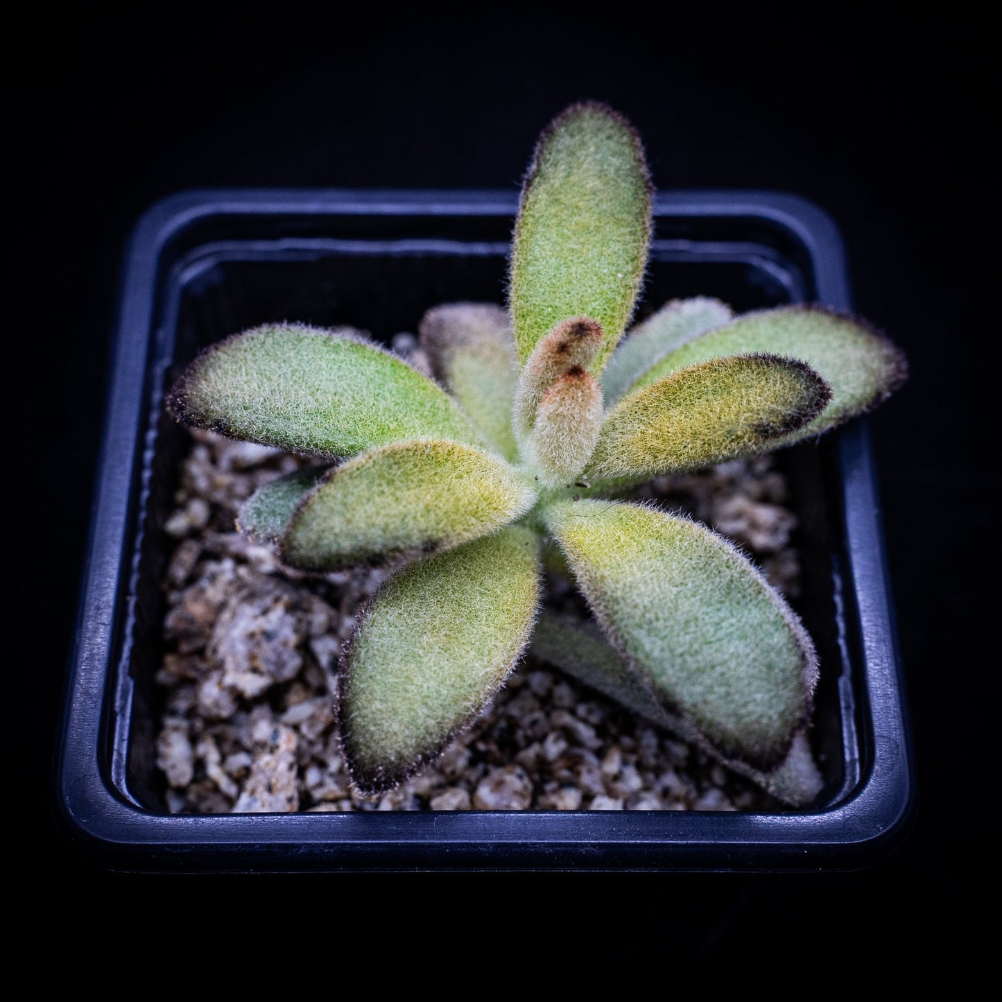 Kalanchoe tomentosa "Chocolate Soldier" - cactusandes