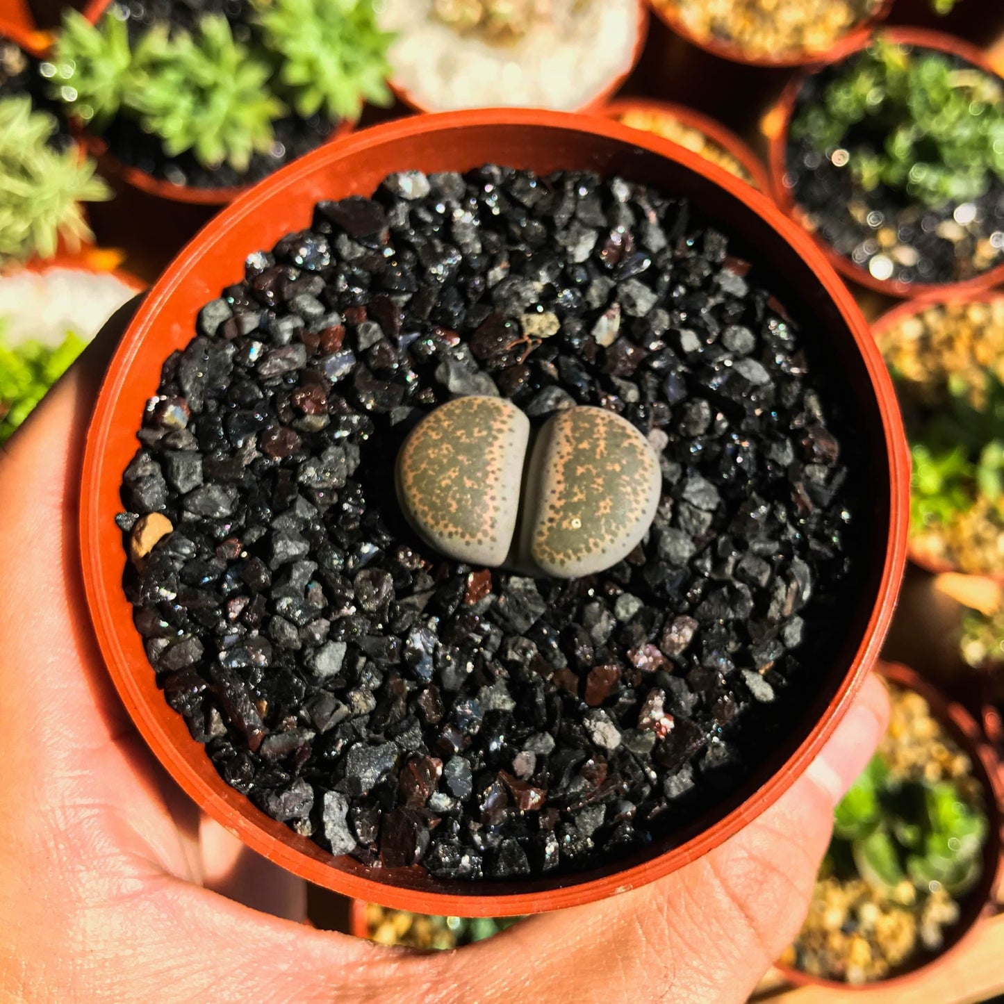 Lithops sp. - cactusandes