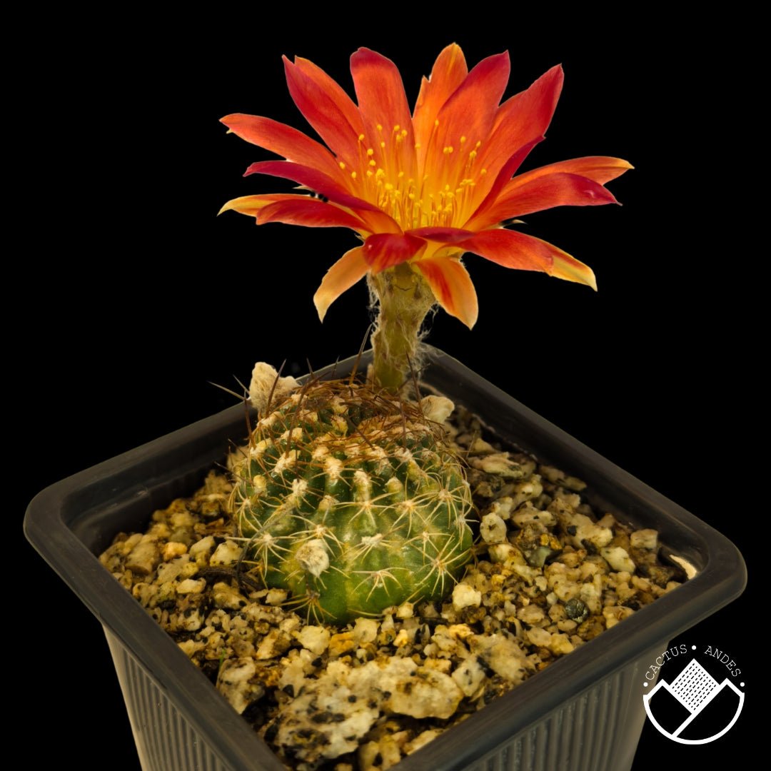 Lobivia sp. #02 - cactusandes