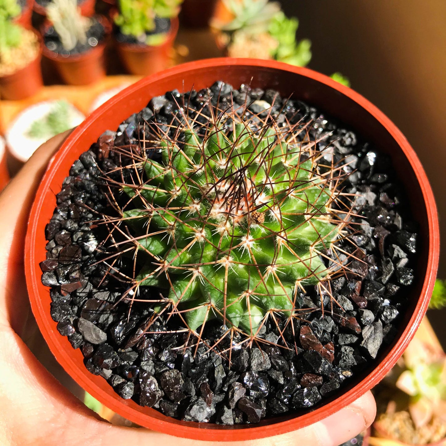 Mammillaria polythele - cactusandes