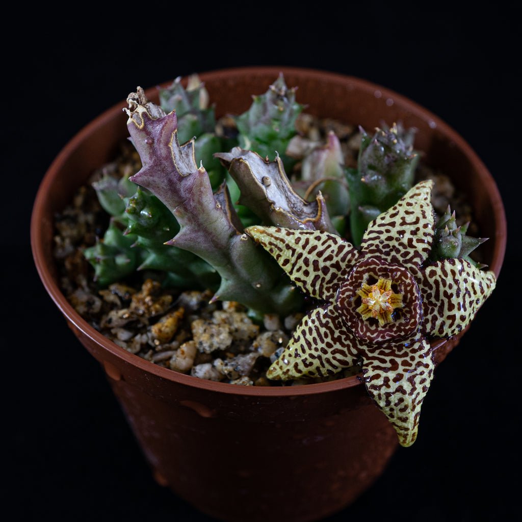 Orbea halipedicola x variegata - cactusandes