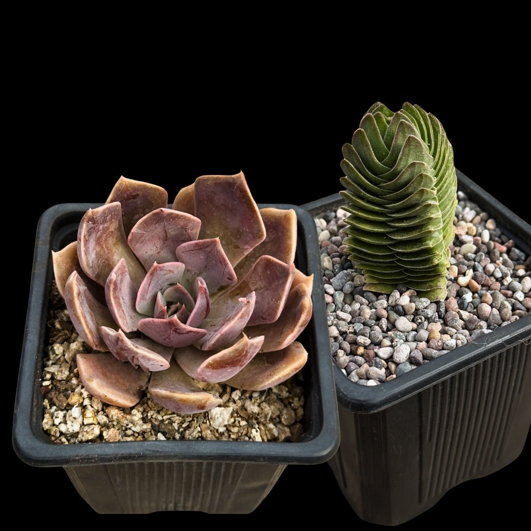 Pack 2 Suculentas de Colección - cactusandes