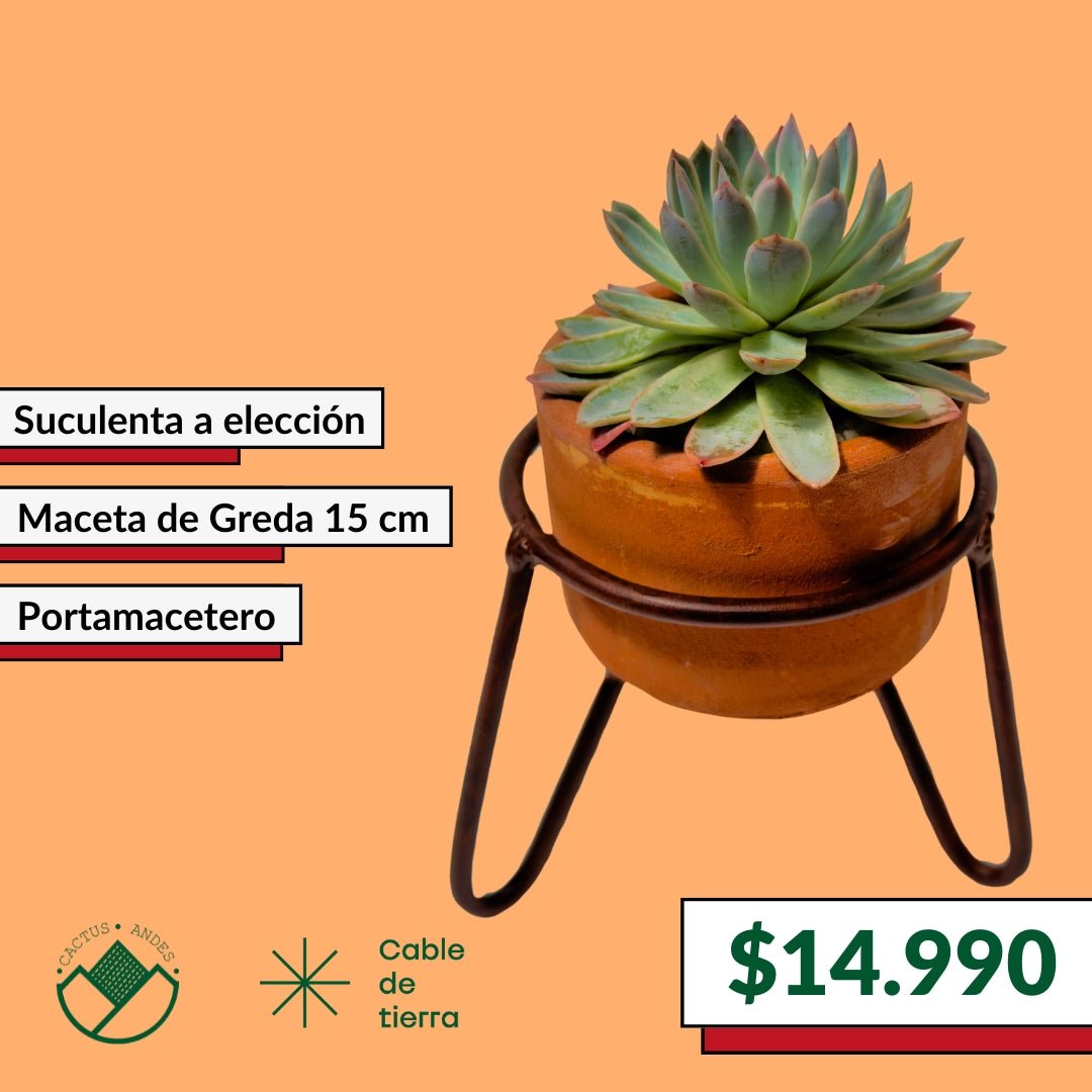 Pack Portamacetero + Suculentas - cactusandes