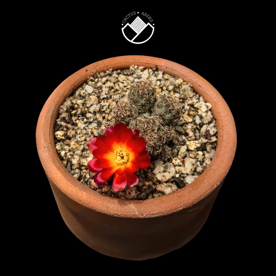Rebutia canigueralii - cactusandes