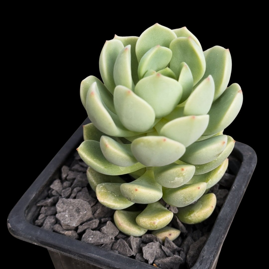 Sedeveria "Spring Jade" - cactusandes