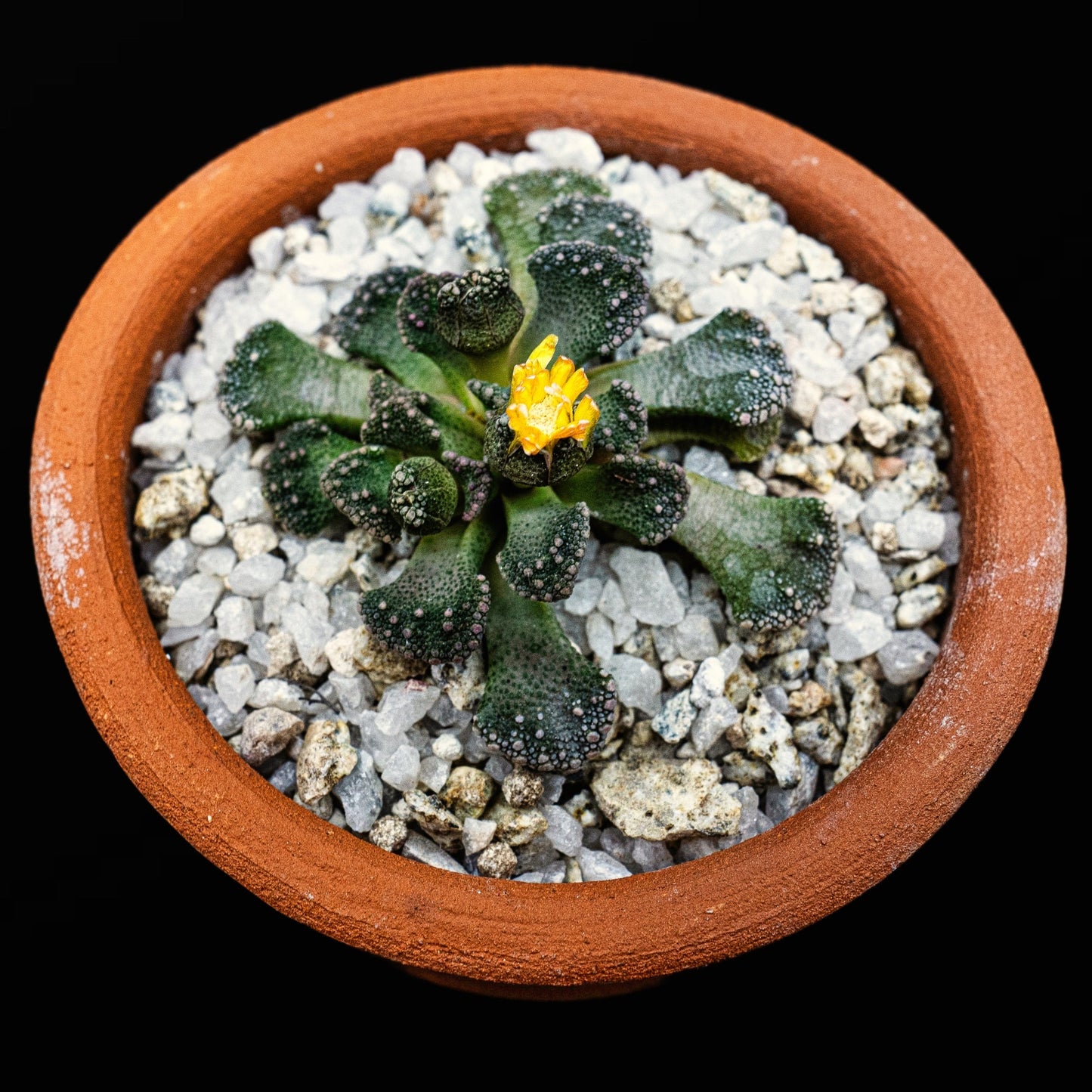 Titanopsis calcarea - cactusandes