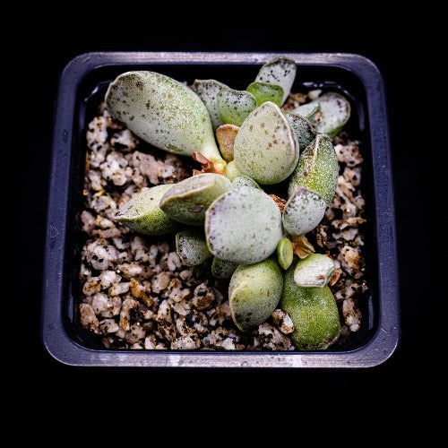 Adromischus cooperi - cactusandes