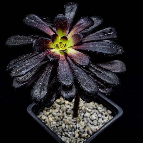 Aeonium arboreum var. atropurpureum cv. Schwarzkopf - cactusandes