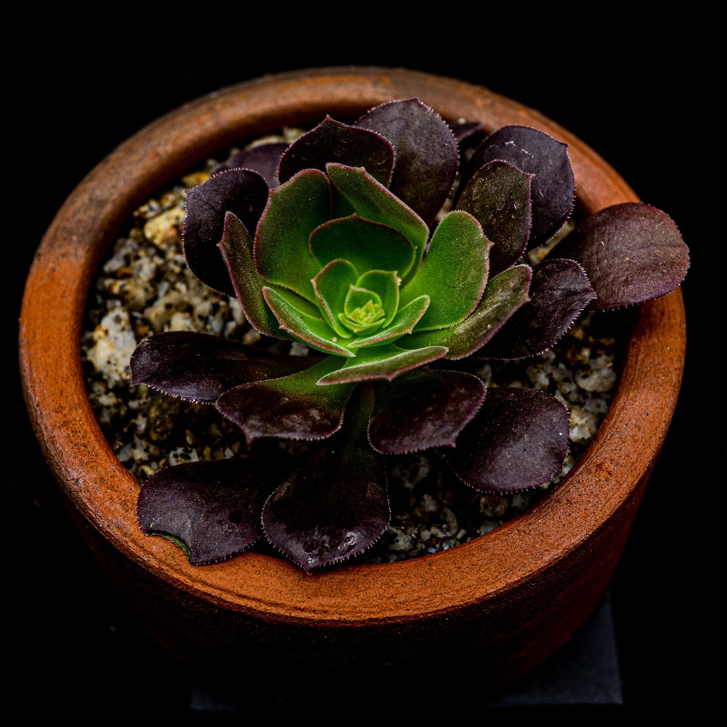 Aeonium arboreum Velour - cactusandes