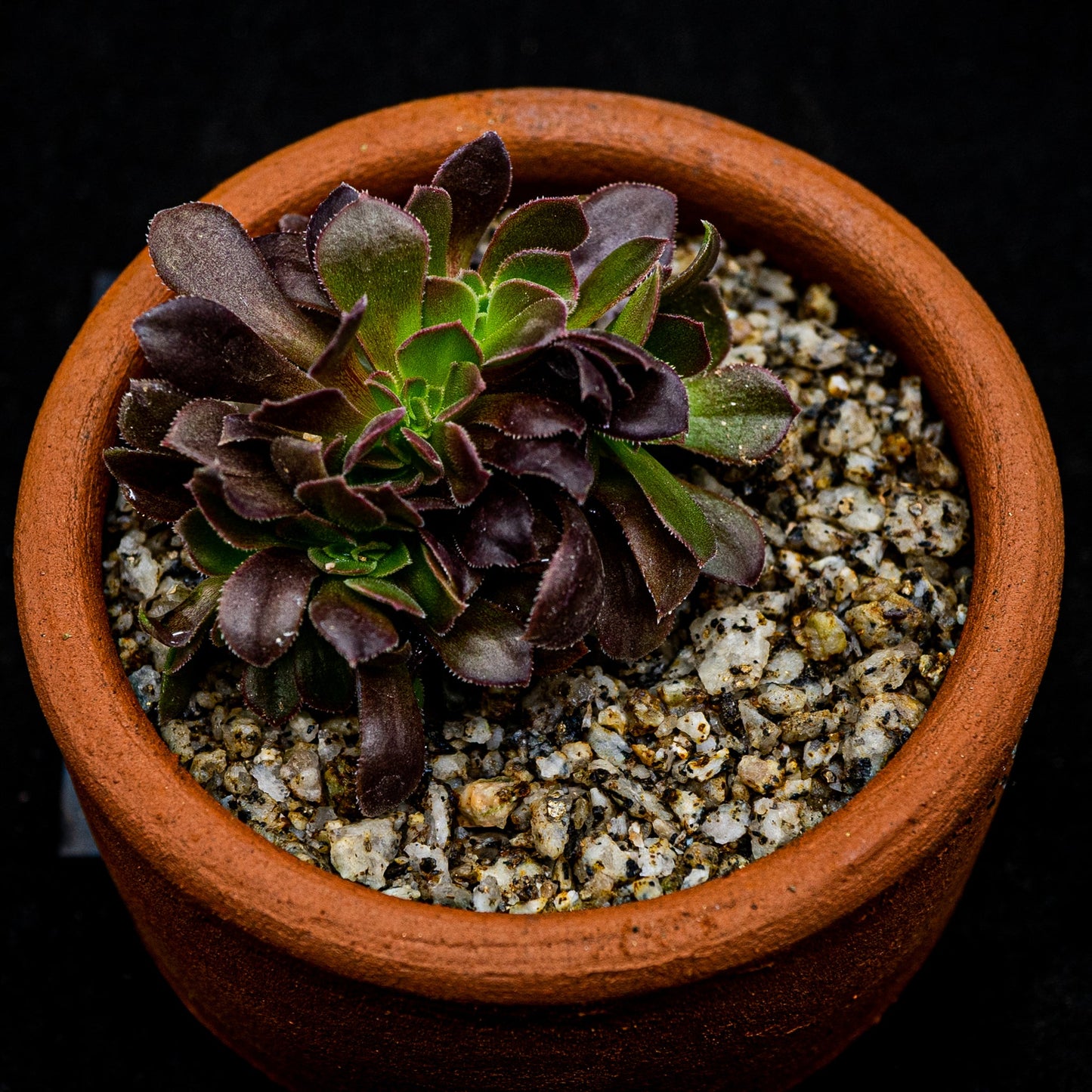 Aeonium arboreum Velour cristata - cactusandes