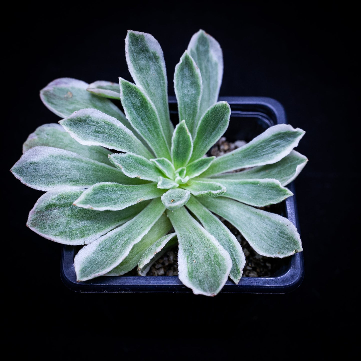 Aeonium Ballerina variegado - cactusandes