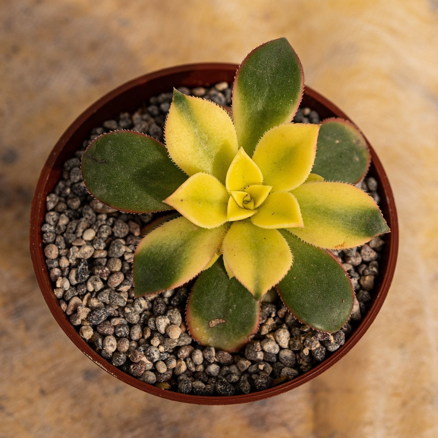 Aeonium Kiwi - cactusandes