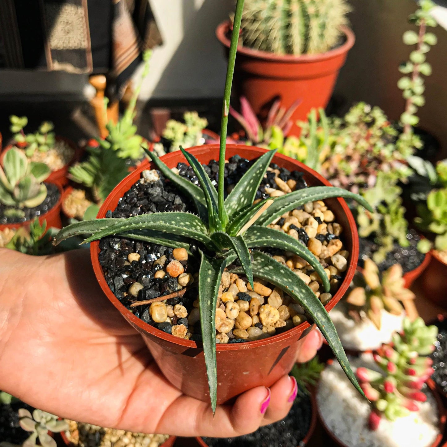 Aloe "Firebird" - cactusandes