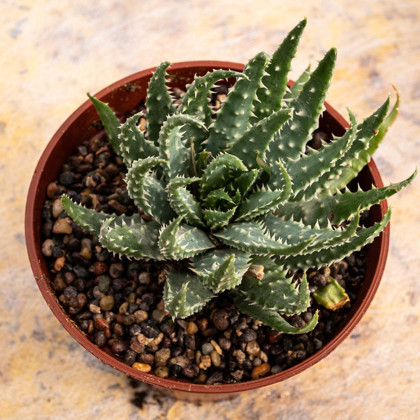 Aloe humilis - cactusandes