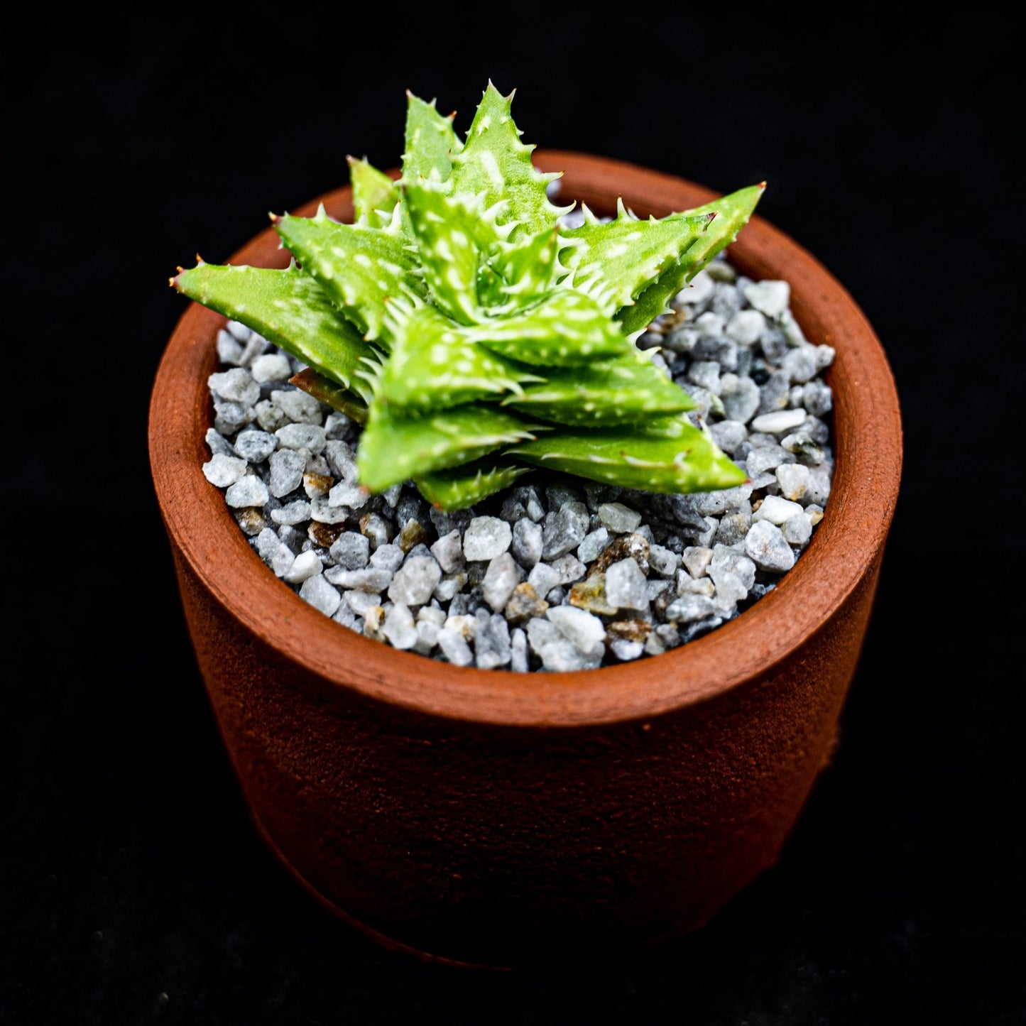 Aloe juvenna - cactusandes