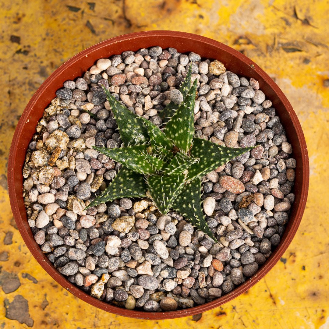 Aloe Pepe - cactusandes