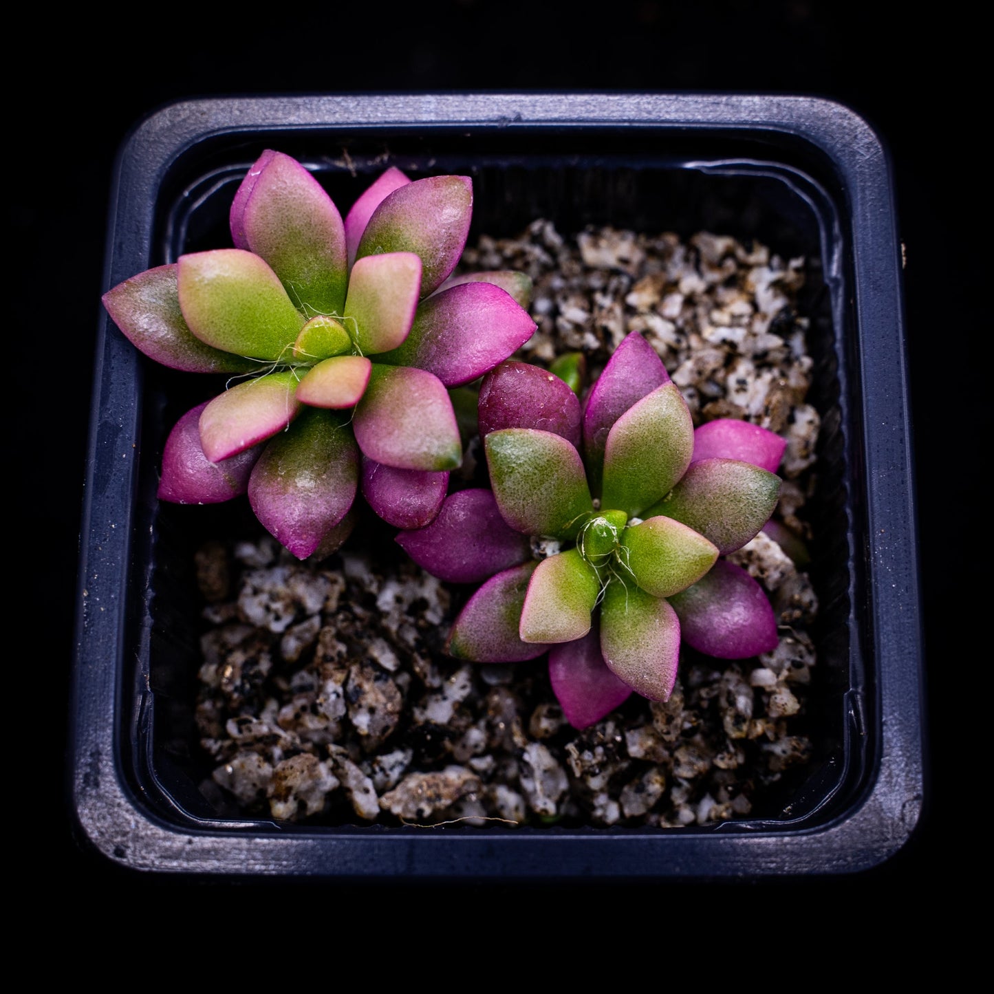 Anacampseros rufecens variegado - cactusandes