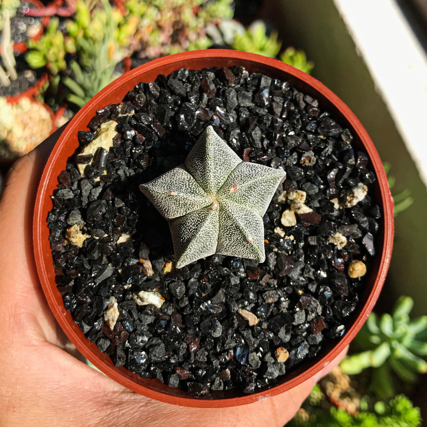 Astrophytum myriostigma sp. - cactusandes