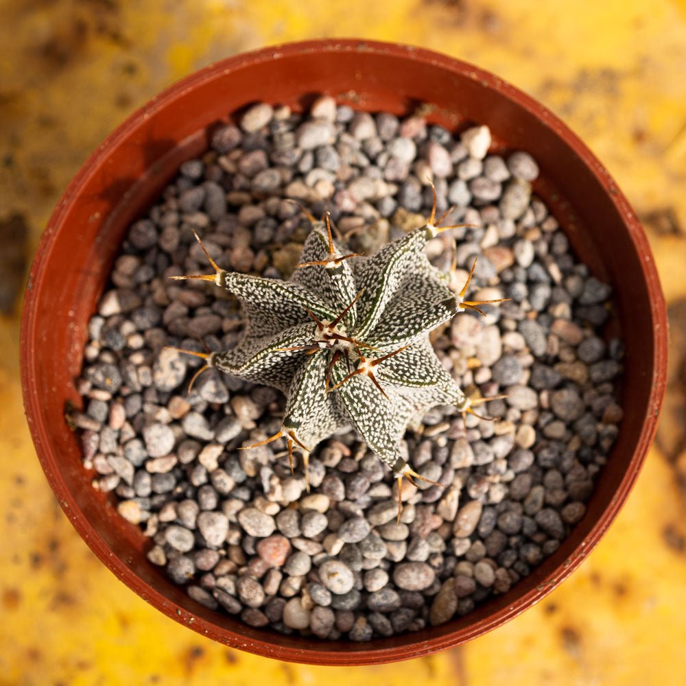 Astrophytum ornatum - cactusandes