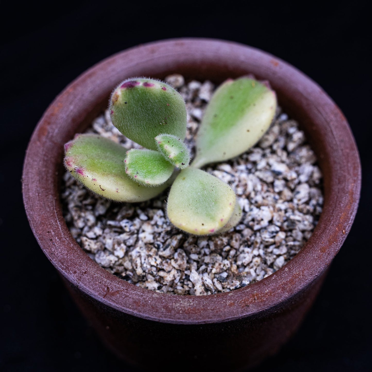 Cotyledon ladismithiensis variegado - cactusandes